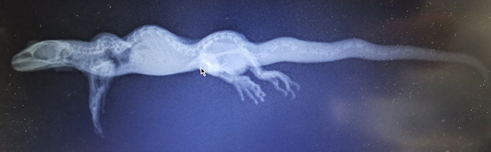 Metabolic Bone Disease | NZHS - Reptile Metabolic Bone Disease